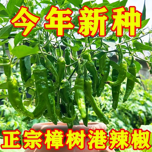 樟树港椒种子樟树辣椒种子优质清香薄皮辣椒新种春秋四季播种蔬菜