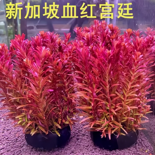 懒人坨草红宫绿菊鱼缸增氧净水中后景阴性水草无需底砂淡水植物