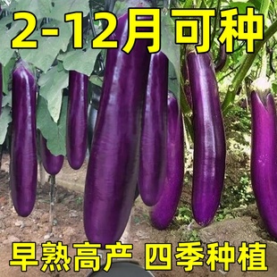 紫红长茄种子春季四季田园阳台盆栽茄子四季种植瓜果庭院蔬菜种子