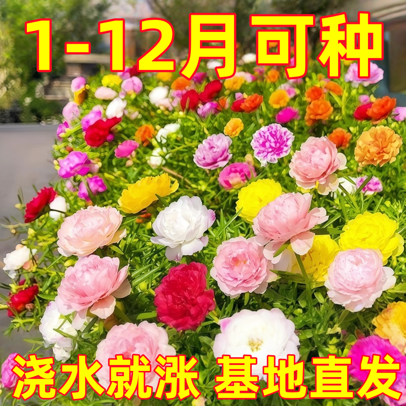 重瓣太阳花花种子枝条四季播种易活开花籽多孔球盆花架棒棒糖支架,鲜花速递/花卉仿真/绿植园艺,种苗/半成品盆栽,淘宝优惠券,粉丝福利购,淘宝优惠卷