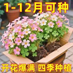 紫叶酢浆草多年生幸运三叶种球种子根盆栽庭院花卉观花植物室内花