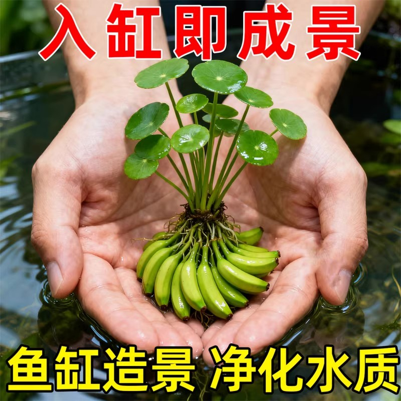 香蕉草水草鱼缸专用植物净化水质造景增氧免打理新手懒人绿植养鱼