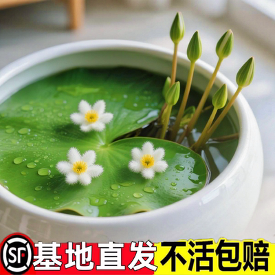 一叶莲无土水生水培植物水生水养鱼盆池碗莲盆栽莲花水养池塘水生