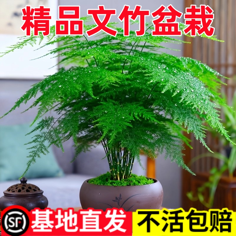 文竹盆栽室内四季老桩文竹室内水培文竹小盆景好养活室内桌面绿植