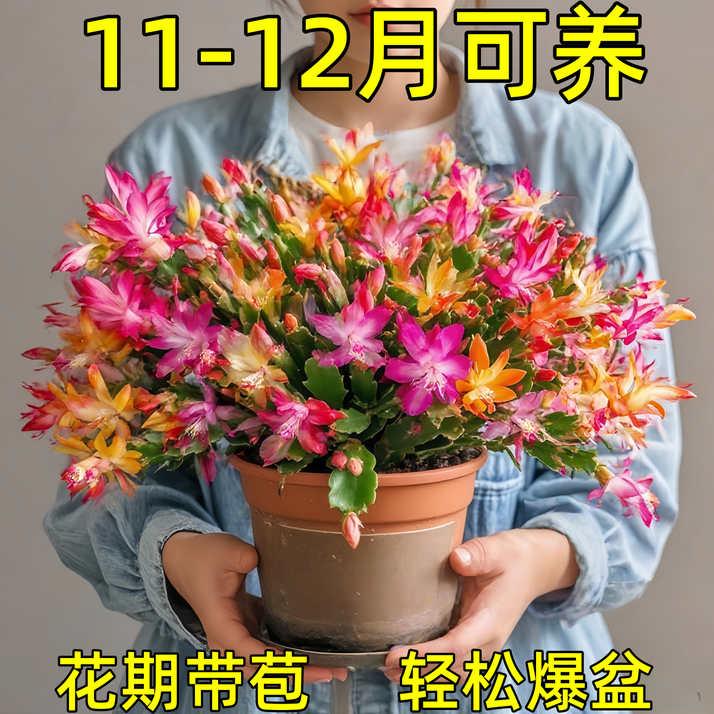 蟹爪兰盆栽带花苞开花多肉绿植物好养嫁接蟹爪莲室内花卉客厅四季
