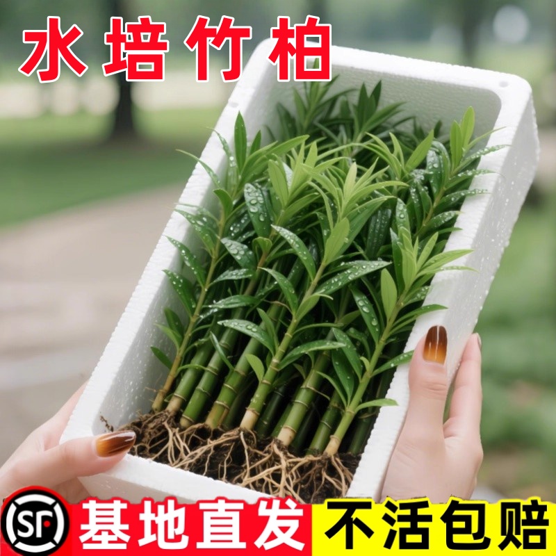 竹柏驱蚊竹水培祛蚊植物室内外蚊子克星水养绿植花卉盆栽办公桌面