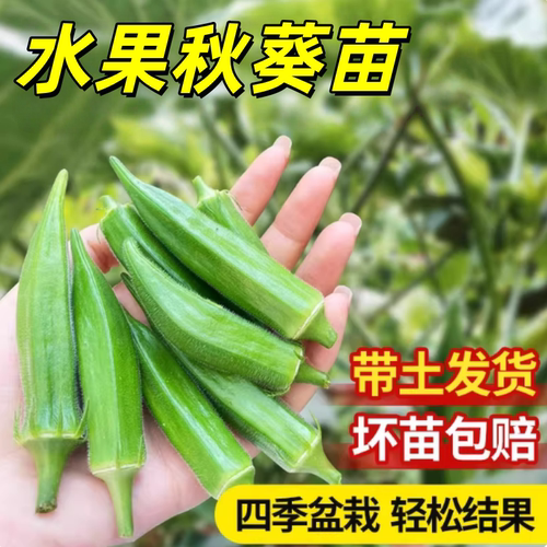 黄秋葵苗水果秋葵秧苗家庭阳台种植春夏当年播绿植物盆栽蔬菜苗孑