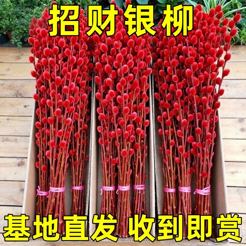 银柳真花鲜枝客厅干花摆件红色年宵花卉水培植物室内干枝红柳鲜花,鲜花速递/花卉仿真/绿植园艺,红掌/凤梨/温室花卉,淘宝优惠券,粉丝福利购,淘宝优惠卷