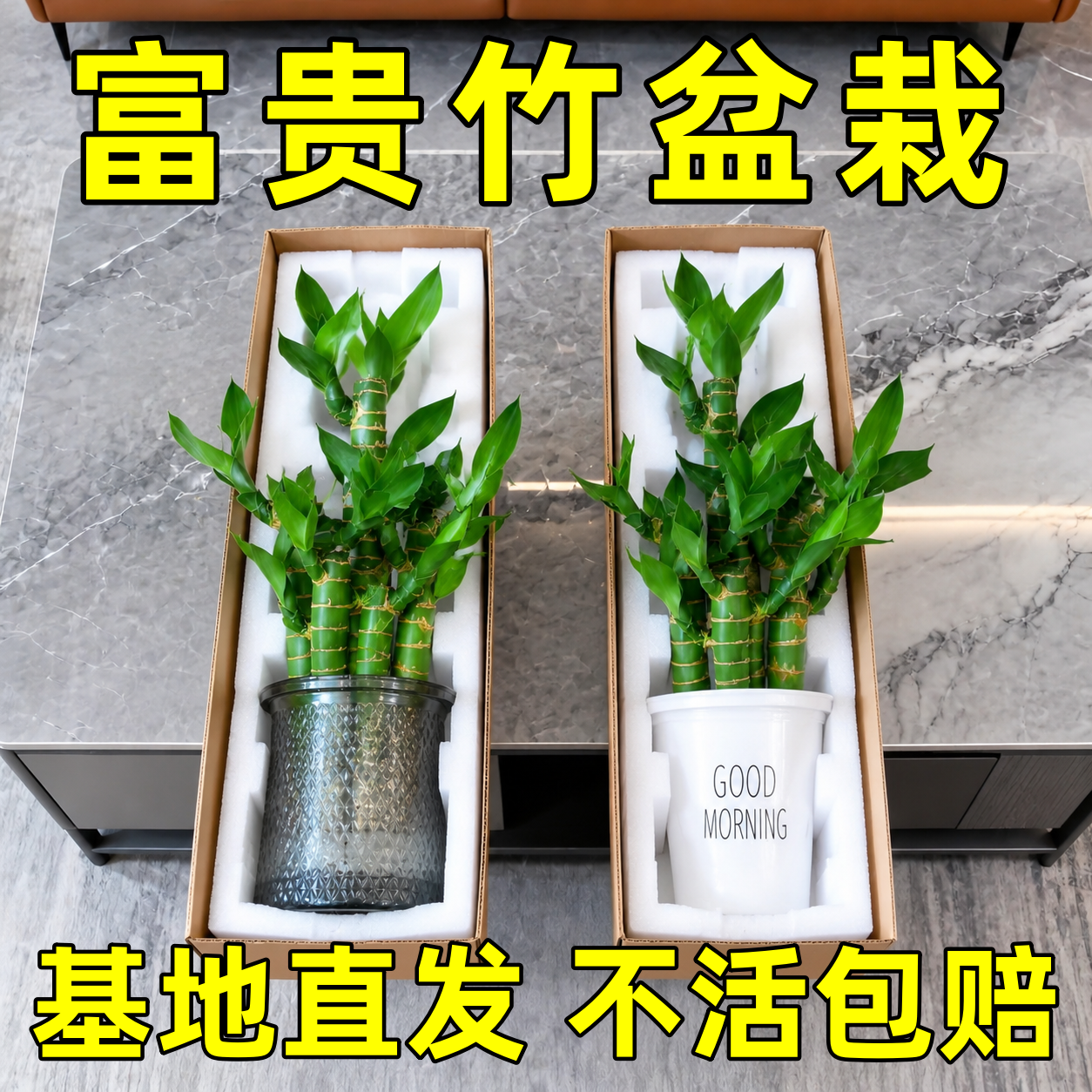 富贵竹盆栽招财竹步步高办公室内水培植物四季好养易活桌面绿植