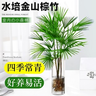 富贵竹水培植物室内好养客厅大型招财旺宅金山棕竹盆栽水竹子绿植