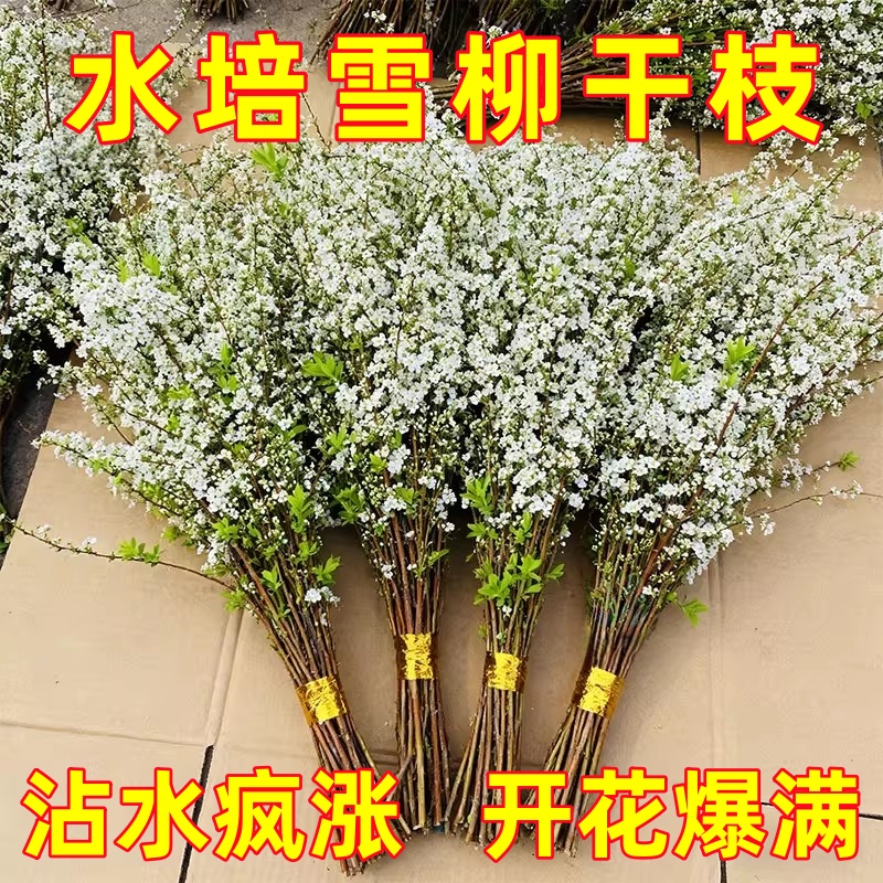 雪柳鲜枝干枝支盆栽喷雪插花卉水培植物室内好养绿植枯木逢春龙柳