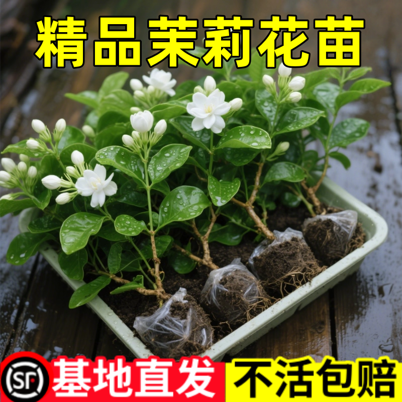 茉莉花盆栽带花苞四季绿植花期超长的花卉易活开花好养适合懒人养