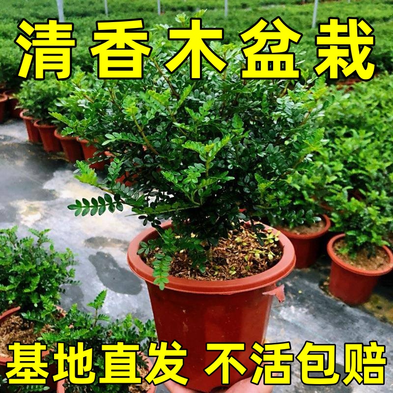 不需要阳光的植物清香木喜阴花卉除好养室内植物室内易养活