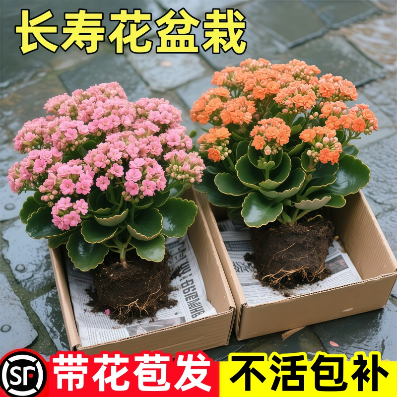 长寿花重瓣大花花苗盆栽大小苗金狐狸耐热带花苞室内花卉