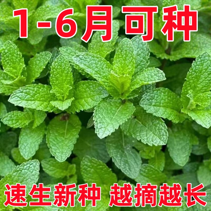 可食用薄荷种籽子盆栽猫薄荷种子阳台植物蔬菜种孑四季种植花种子