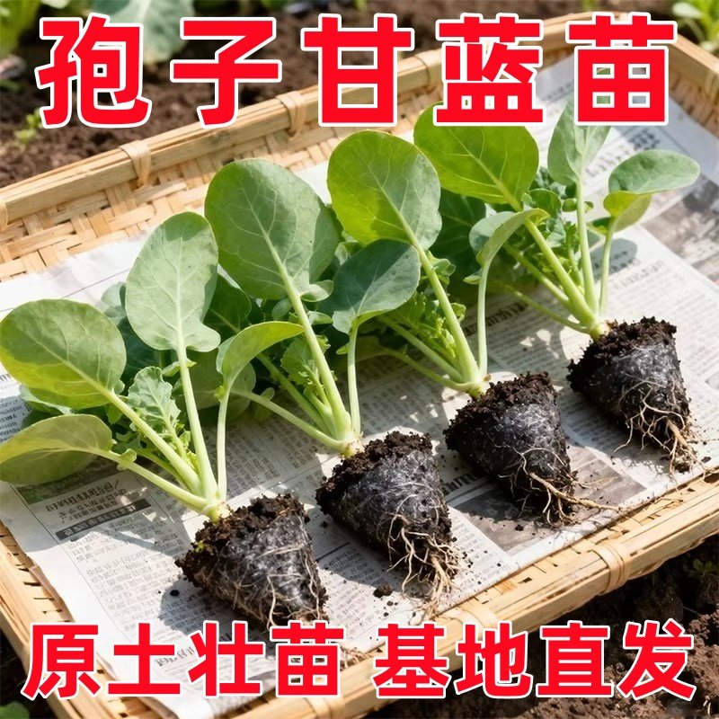 孢子甘蓝苗秧寿光高产包子甘蓝种子包菜迷你小抱子四季盆栽带土球,鲜花速递/花卉仿真/绿植园艺,种苗/半成品盆栽,淘宝优惠券,粉丝福利购,淘宝优惠卷