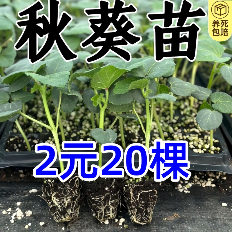 黄秋葵苗水果秋葵秧苗家庭阳台种植春夏当年播绿植物盆栽蔬菜苗孑