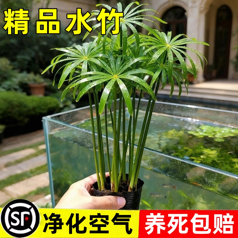 鱼缸专用水竹水培植物和鱼共养净化水质水草乌龟缸造景绿植旱伞草