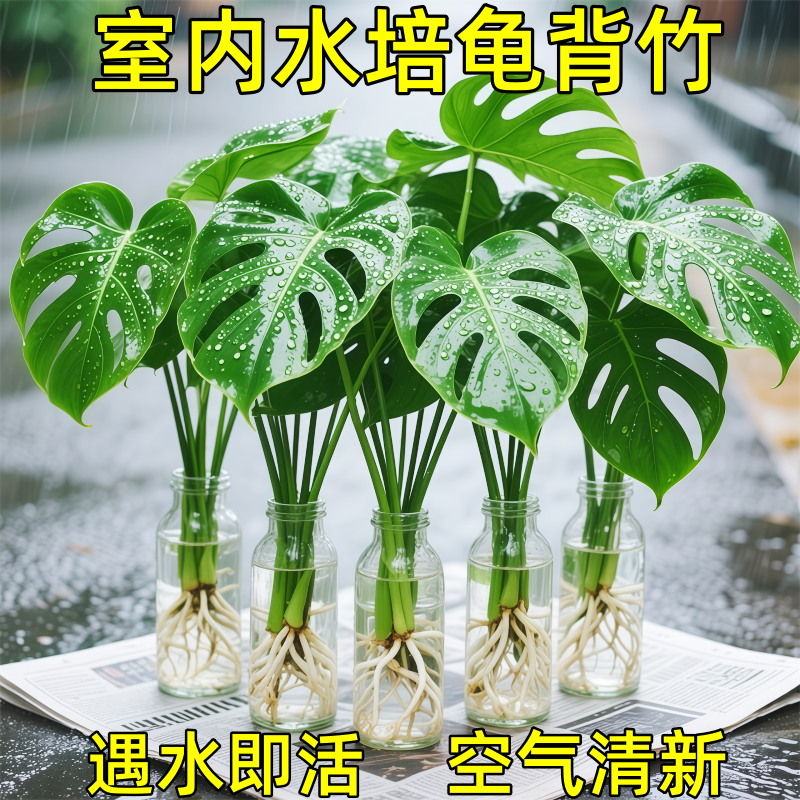 水培植物龟背竹老桩办公室桌面绿植室内盆栽水养好养易活四季常青