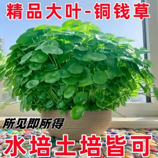 常青好养花卉 铜钱草水培植物室内外水养招财小绿植金钱草盆栽四季