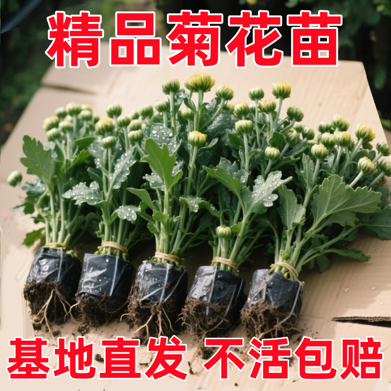 菊花苗小苗盆栽当季开花千头菊雏菊秋菊大花室内外绿植花卉多年生