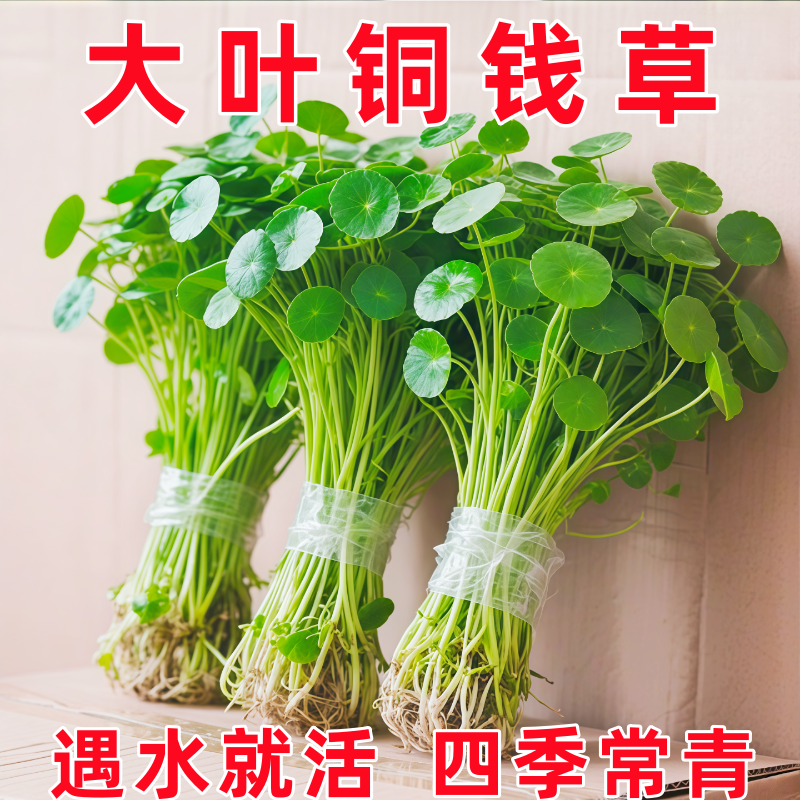 精品大叶铜钱草水培植物金钱草盆栽水养绿植办公室内好养客厅旺宅