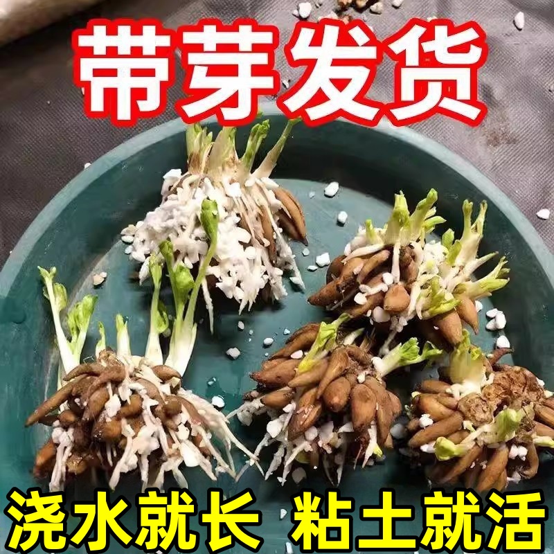 进口蝴蝶花毛茛洋牡丹种球根花苗盆栽重瓣种子室内外当年开花植物