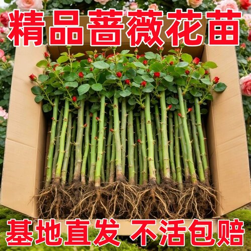 蔷薇花苗藤本月季大花庭院花园爬墙攀援爬藤植物阳台玫瑰花卉盆栽