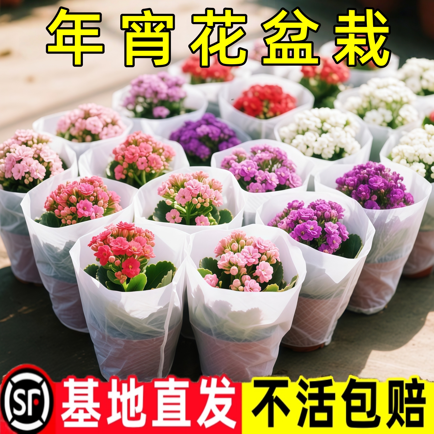 长寿花盆栽花苗带花苞重瓣大花金狐狸室内多年生好养的花卉绿植