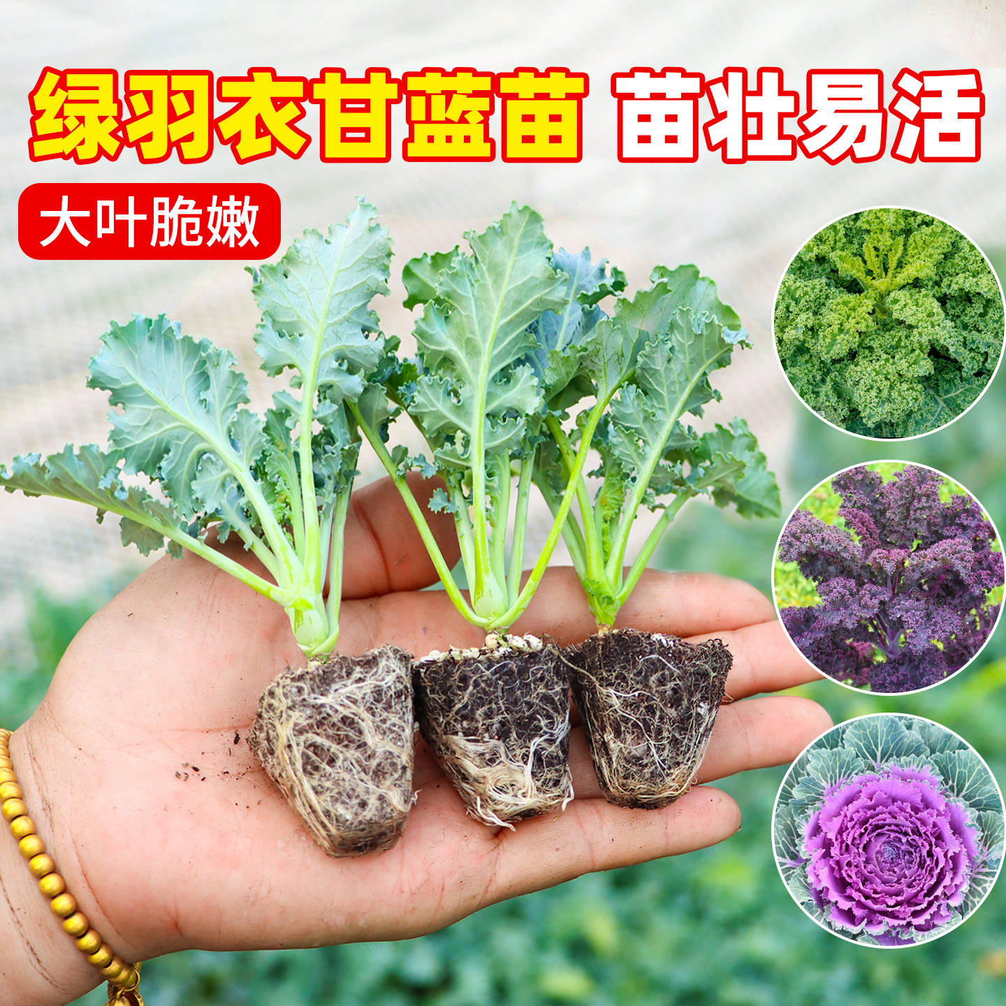 羽衣甘蓝苗盆栽大苗雨衣秧苗蔬菜食用种子苗种幼苗耐寒阳台菜苗
