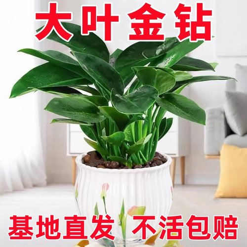 金钻盆栽植物铂金钻绿萝箩水培大叶绿植多肉办公室内懒人好养花卉