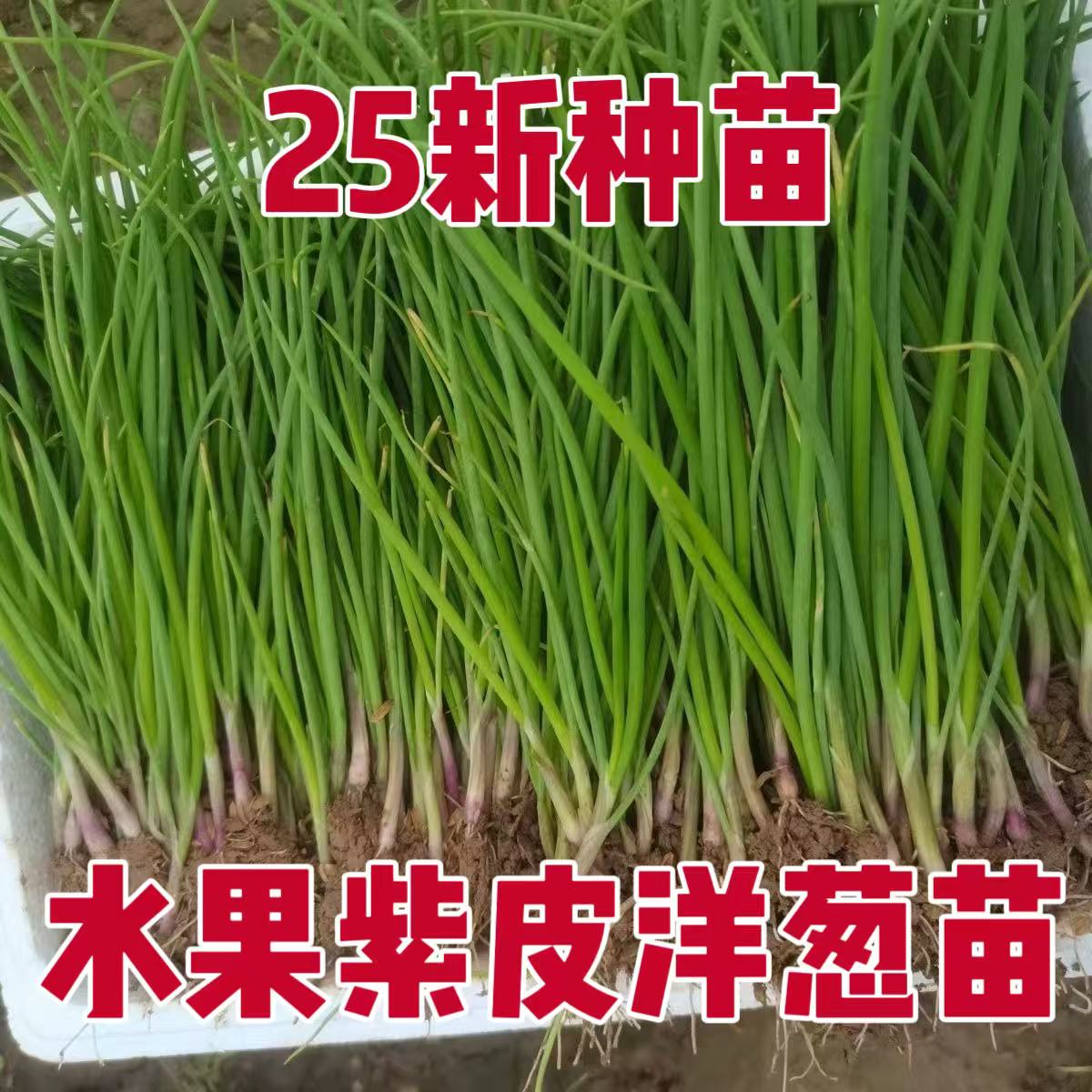 紫皮洋葱水果型超甜耐热耐高温