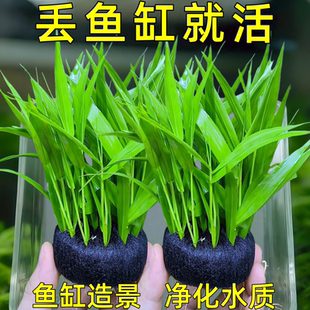 南美青竹水草鱼缸专用造景植物净化水质养鱼增氧水培制氧和鱼共养