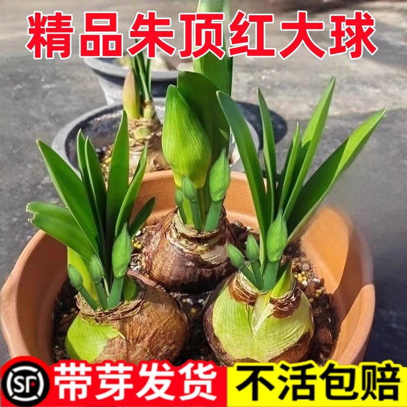 朱顶红进口重瓣种球好养活室内阳台花园花卉盆栽带花苞芽,鲜花速递/花卉仿真/绿植园艺,藤本/攀援植物,淘宝优惠券,粉丝福利购,淘宝优惠卷