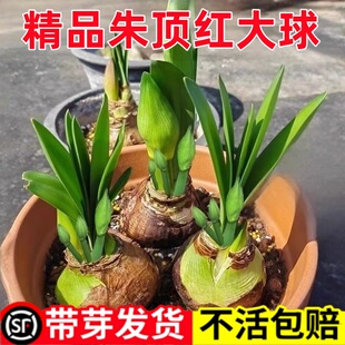 朱顶红进口重瓣种球好养活室内阳台花园花卉盆栽带花苞芽