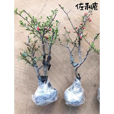 海棠花盆栽带花苞树苗老桩盆景庭院好养四季阳台植物室内花卉绿植