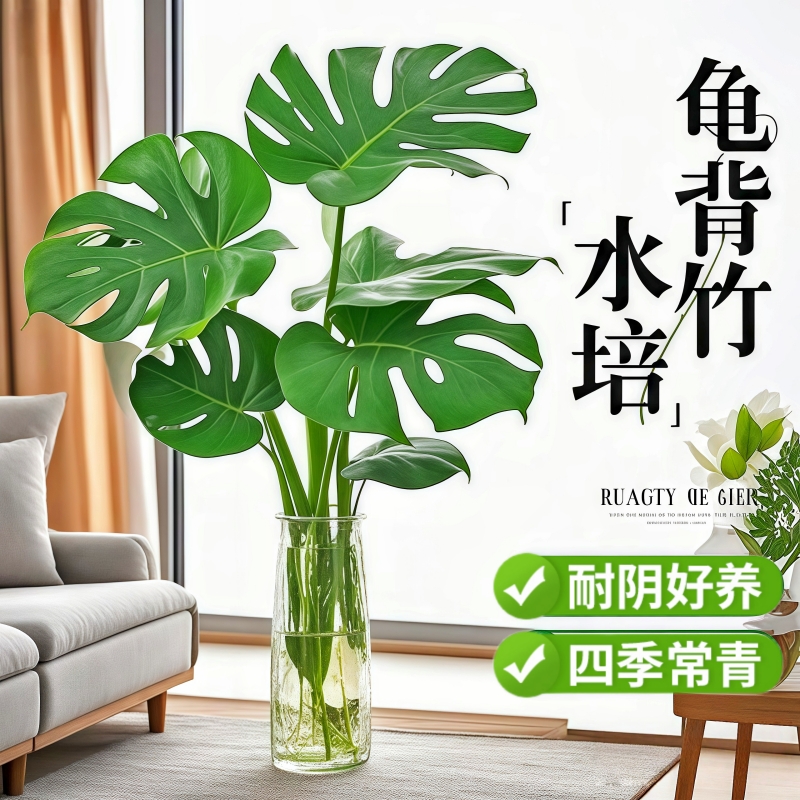 水培植物龟背竹盆栽老桩净化空气天堂鸟大叶富贵竹室内客厅绿植