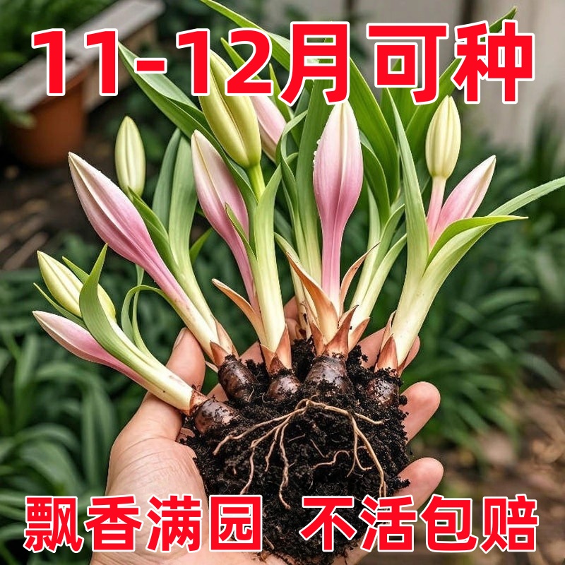 重瓣香水百合花种球室内带花苞盆栽种植苗花卉耐热鲜花绿植花苗