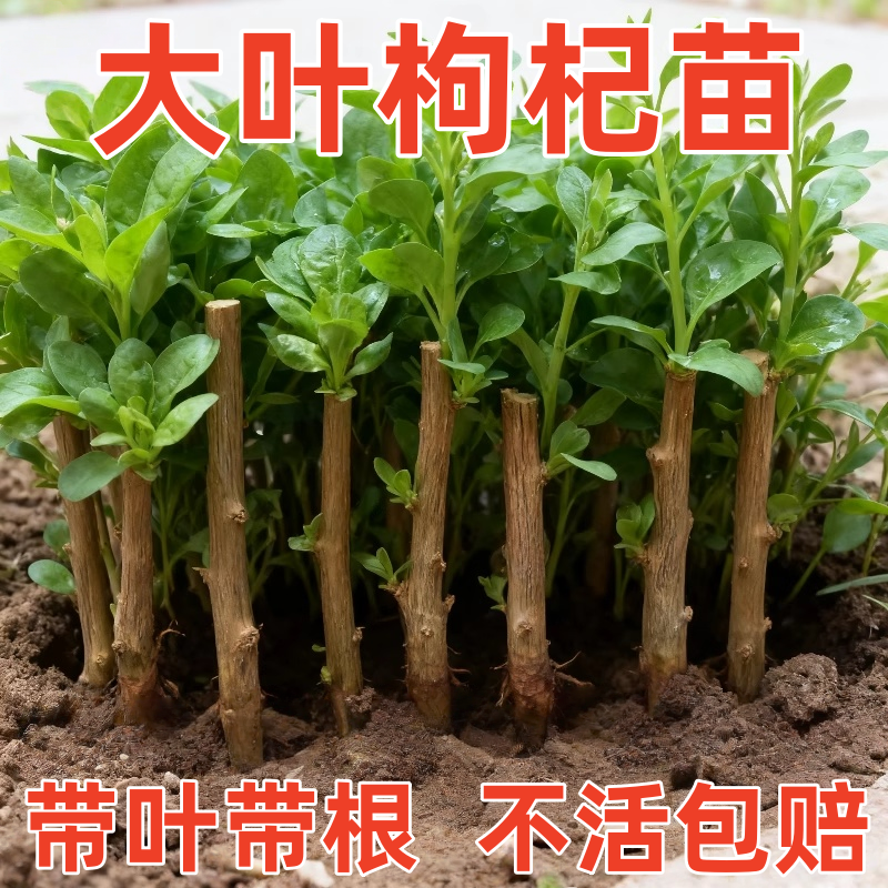 广东大叶枸杞菜苗新鲜可食用优质带根带土树苗煮汤枸杞叶四季种植