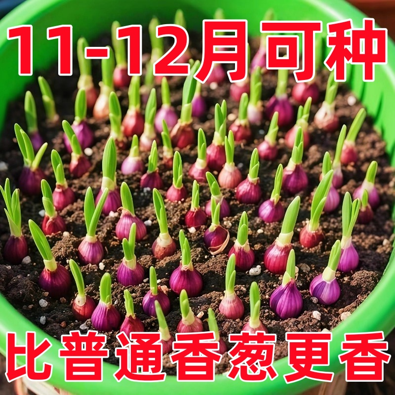 种植专用四川小香葱红葱头带芽盆栽火葱黄葱四季葱苗榨葱油干葱头