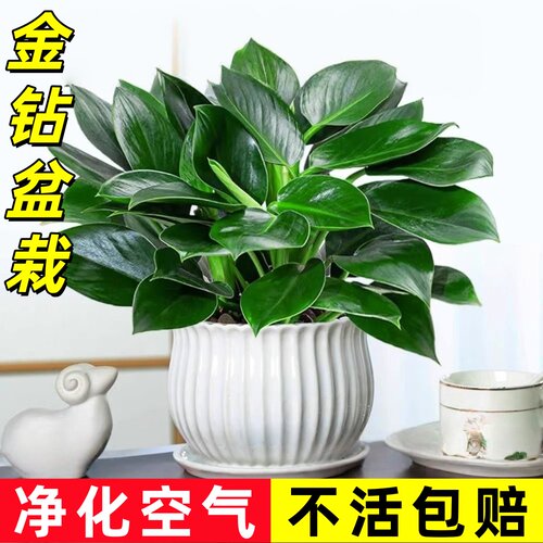金钻绿公主盆栽绿萝带花苞四季花卉办公室桌面水培绿植物净化空气