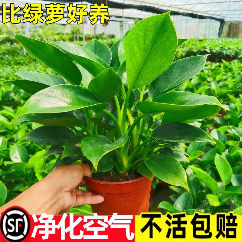 金钻盆栽绿植铂金钻绿萝箩水培植物多肉办公室内桌面懒人好养花卉