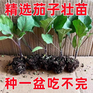 紫长茄秧苗带土发货高产室内阳台露天种植四季新鲜茄子秧苗杭茄苗