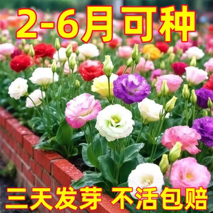 进口重瓣洋桔梗花种子四季播种开花易活花卉种孑庭院室外花种籽子