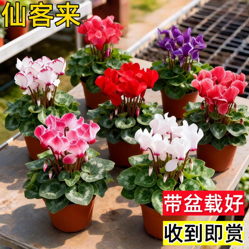 仙客来盆栽花苗兔耳花好养大花阳台室内外卉蝶衣花绿植物