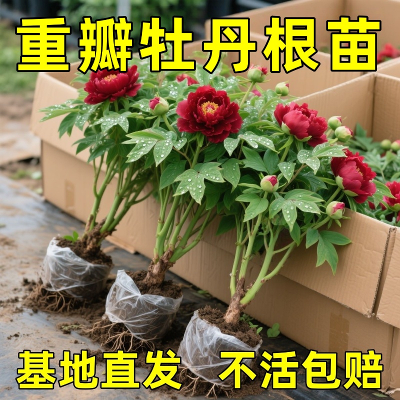 牡丹花苗盆栽大苗洛阳正宗带花苞牡丹花种耐寒重瓣花卉牡丹花树苗
