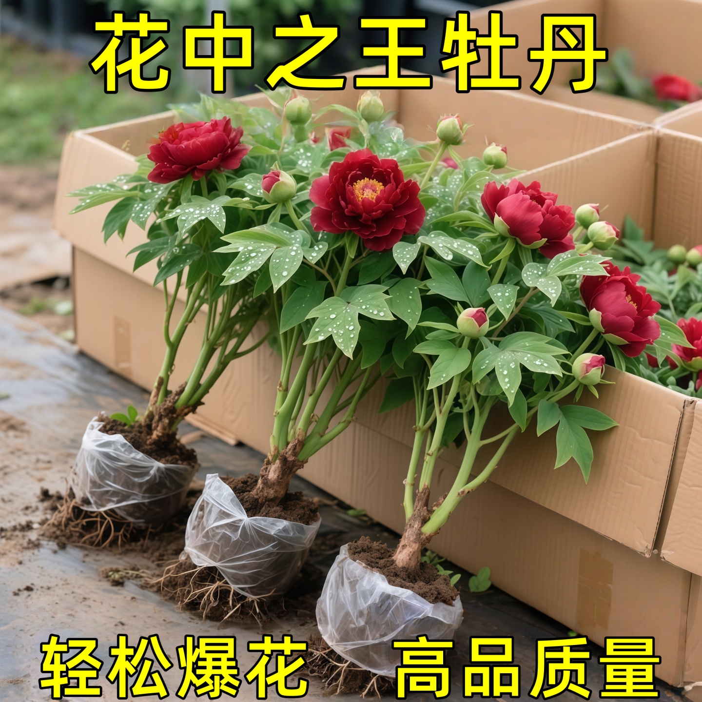 牡丹花苗盆栽大苗洛阳正宗带花苞牡丹花种耐寒重瓣花卉牡丹花树苗