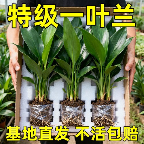 一叶兰盆栽植物室内客厅办公室大叶观叶绿植四季常青耐寒净化空气