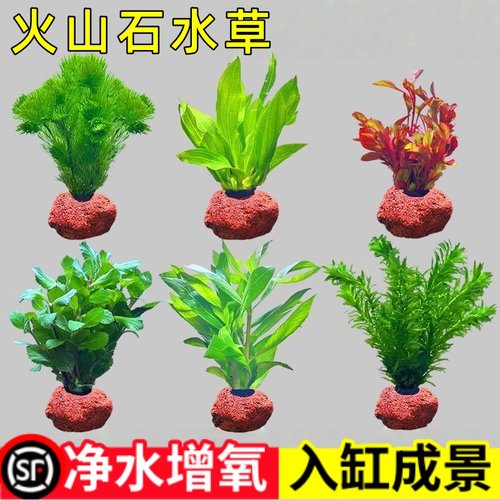 水屿鱼水草植物鱼缸造景阴性水榕蜈蚣绿菊净水培菌新手装饰套餐