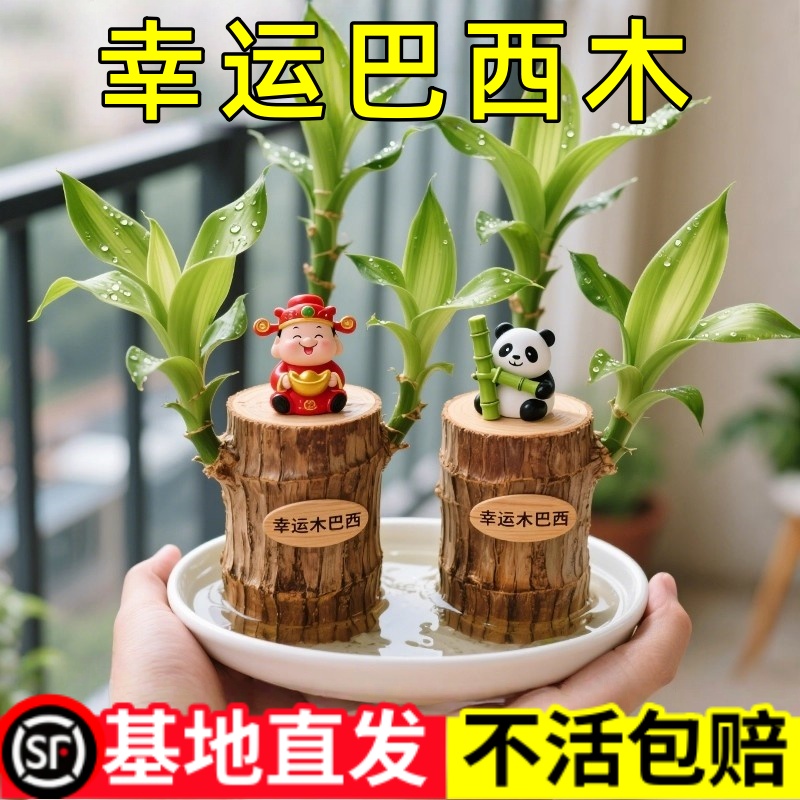 巴西木幸运木带芽带叶水培植物格鲁特小树人盆栽室内桌面水养绿植